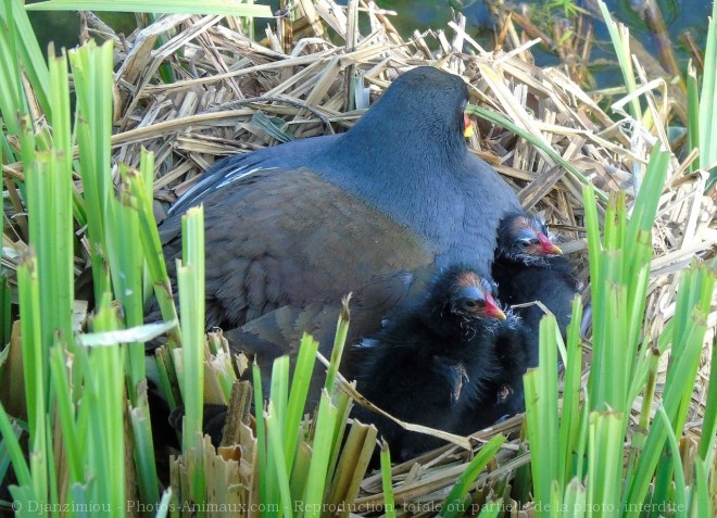 Photo de Poule d'eau