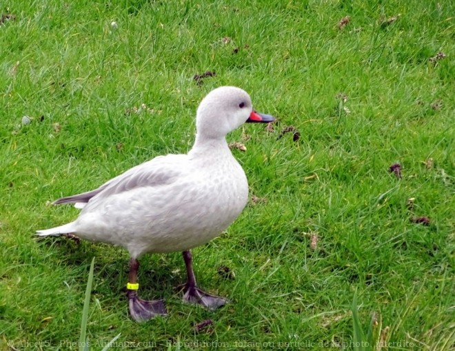 Photo de Canard