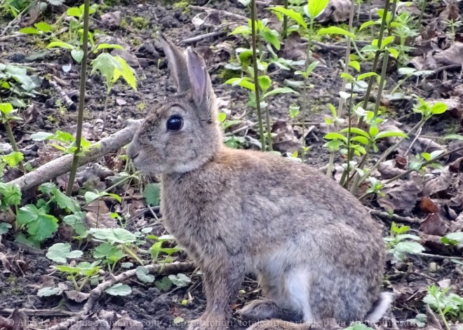 Photo de Lapin