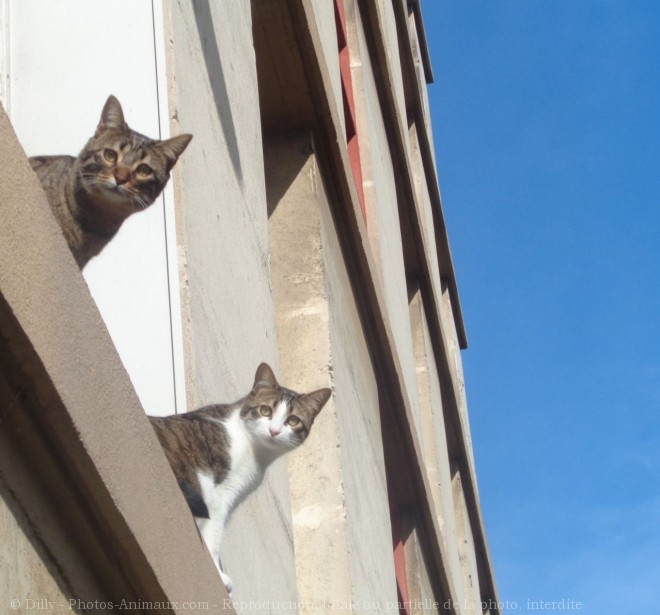 Photo de Chat domestique