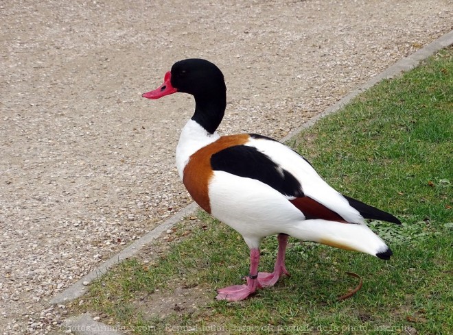 Photo de Canard tadorne de belon