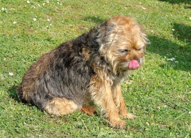 Photo de Border terrier