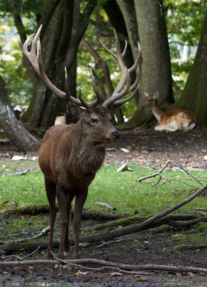 Photo de Cerf