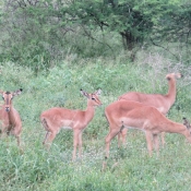 Photo d'Antilope