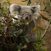 Photo de Koala