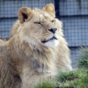 Photo de Lion