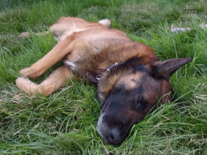 Photo de Berger belge malinois