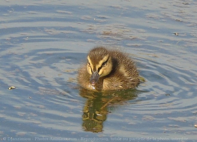 Photo de Canard colvert