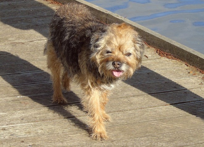 Photo de Border terrier