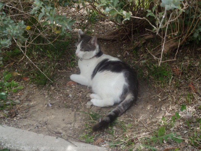 Photo de Chat domestique