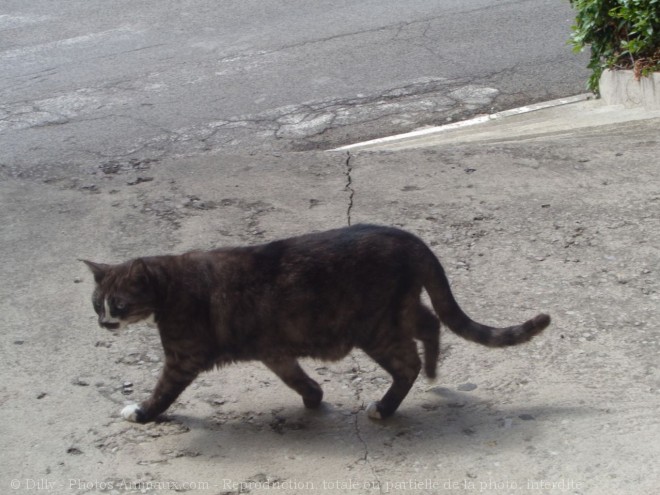 Photo de Chat domestique