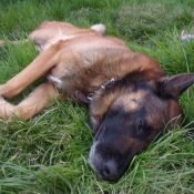 Photo de Berger belge malinois