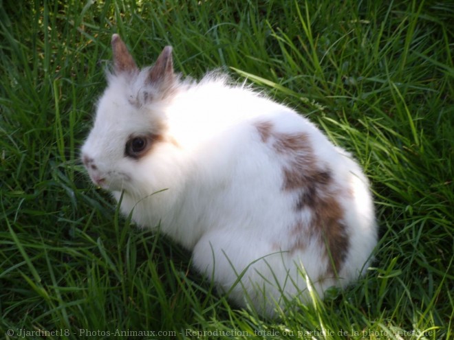 Photo de Lapin