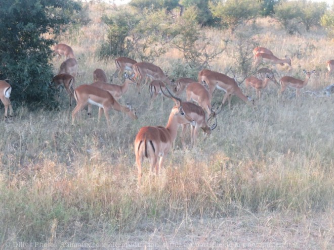 Photo d'Impala