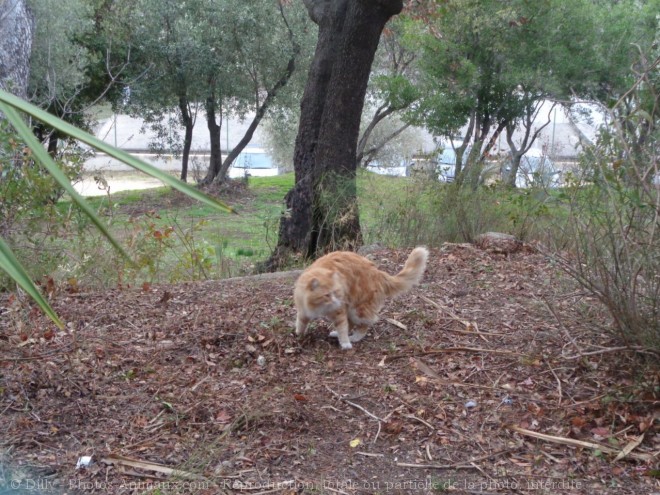 Photo de Chat domestique