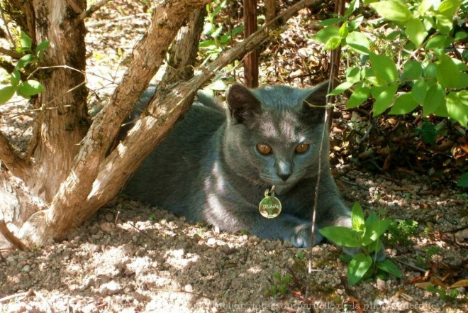 Photo de Chartreux