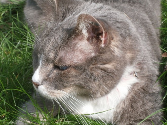 Photo de Chat domestique