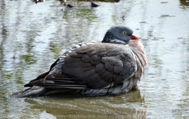 Photo de Pigeon - ramier