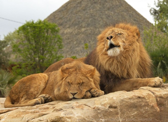 Photo de Lion