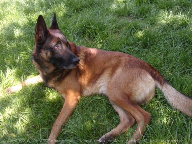 Photo de Berger belge malinois