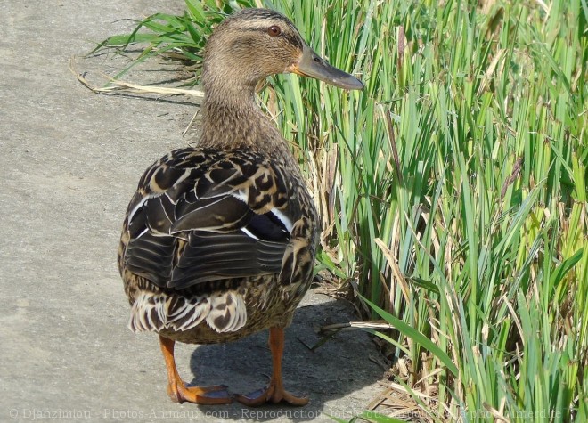 Photo de Canard colvert