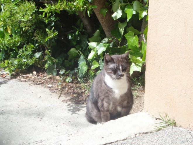 Photo de Chat domestique