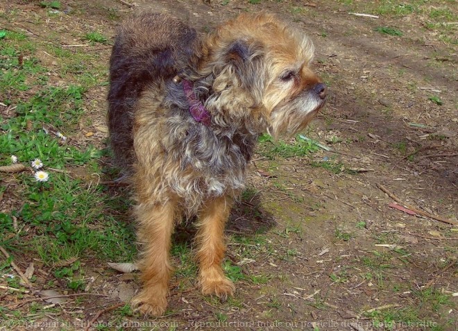 Photo de Border terrier