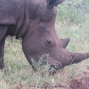 Photo de Rhinocros