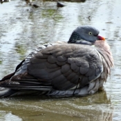 Photo de Pigeon - ramier