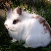 Photo de Lapin