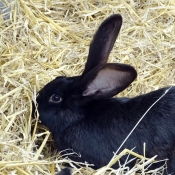 Photo de Lapin