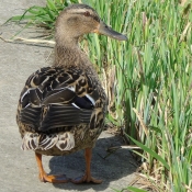 Photo de Canard colvert