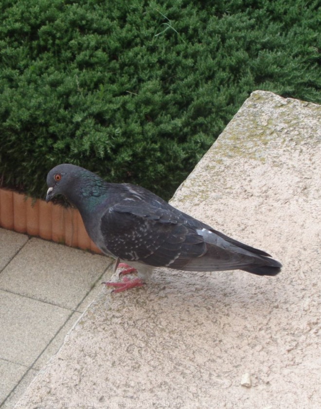 Photo de Pigeon