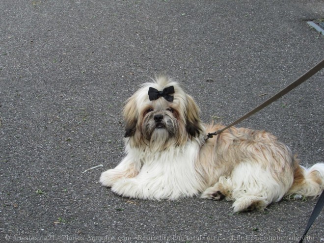 Photo de Shih tzu