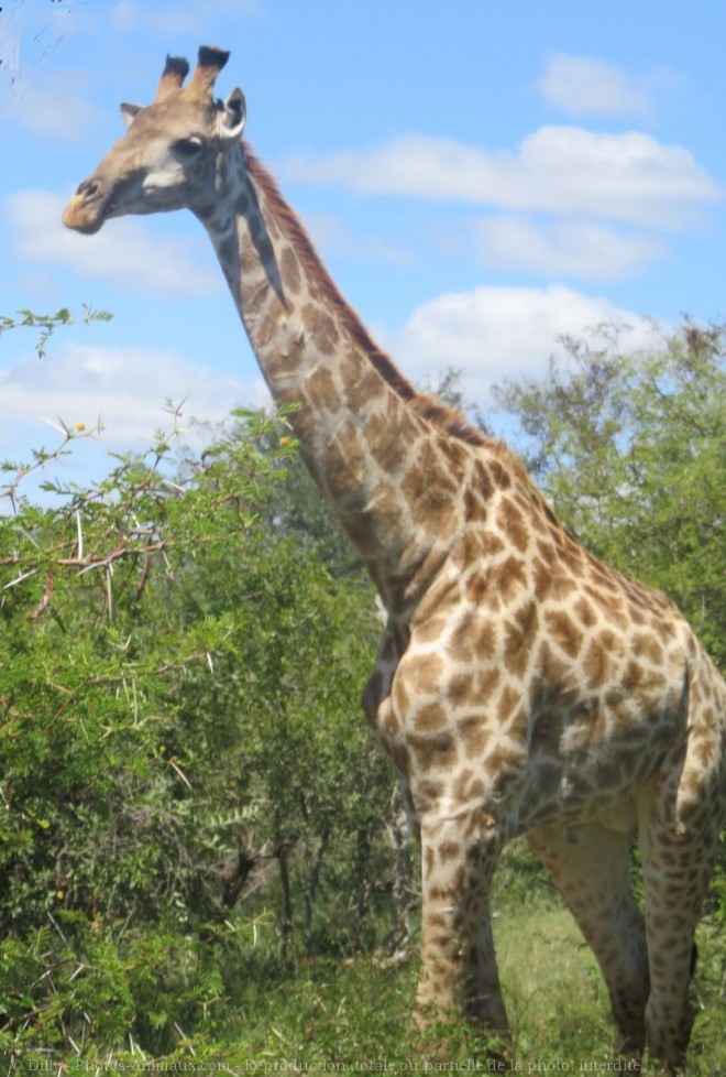 Photo de Girafe