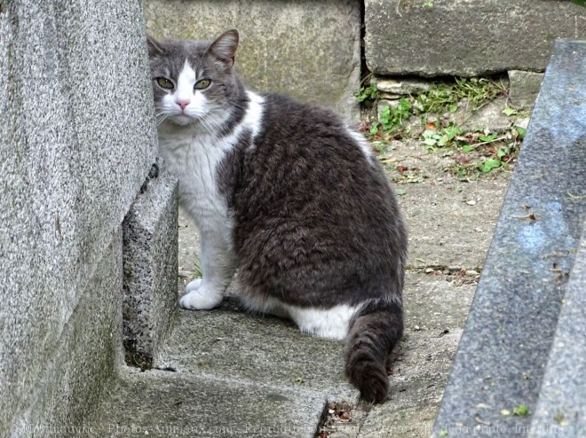 Photo de Chat domestique