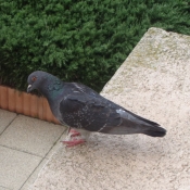 Photo de Pigeon