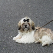 Photo de Shih tzu