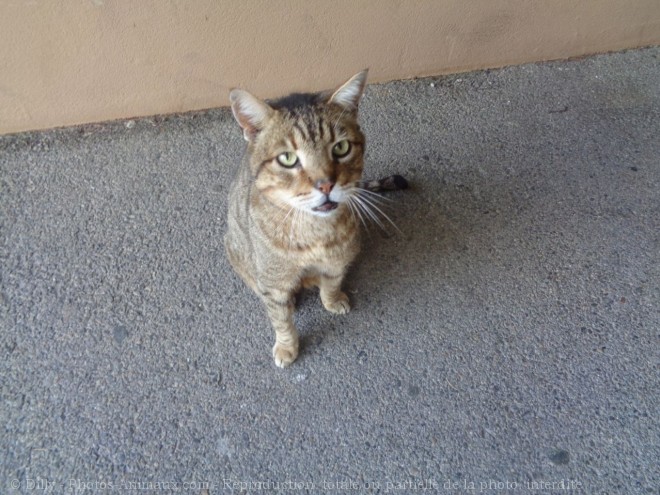 Photo de Chat domestique