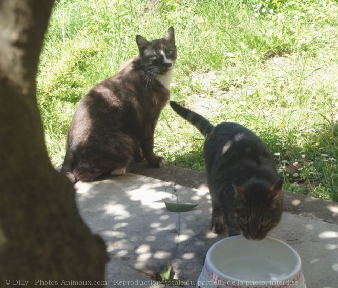 Photo de Chat domestique