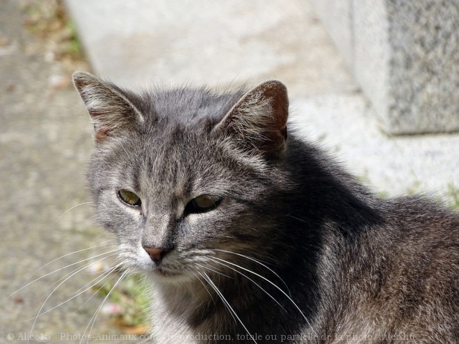 Photo de Chat domestique