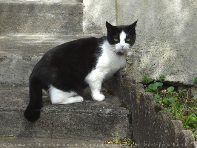 Photo de Chat domestique