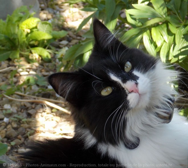 Photo de Chat domestique