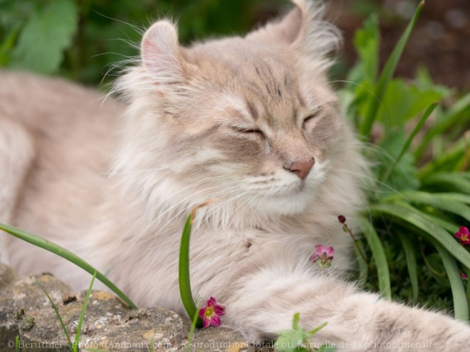 Photo d'American curl poil long