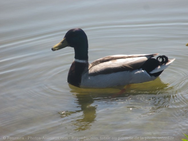 Photo de Canard