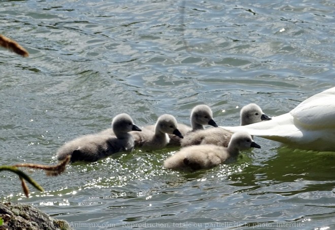 Photo de Cygne