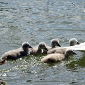 Photo de Cygne