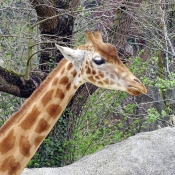 Photo de Girafe