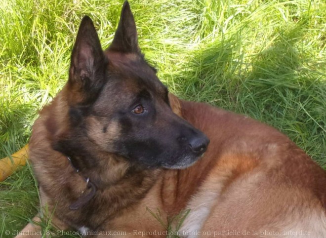 Photo de Berger belge malinois