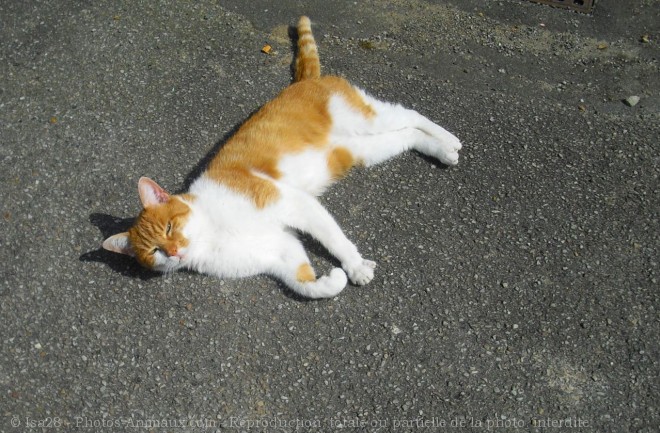 Photo de Chat domestique